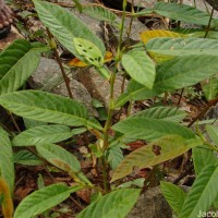 Tadehagi triquetrum (L.) H.Ohashi